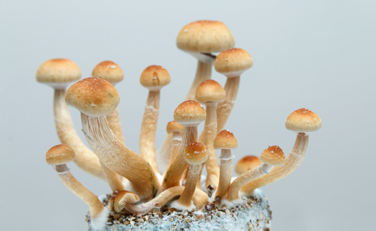 Are Psychedelic Mushrooms Legal In Colorado