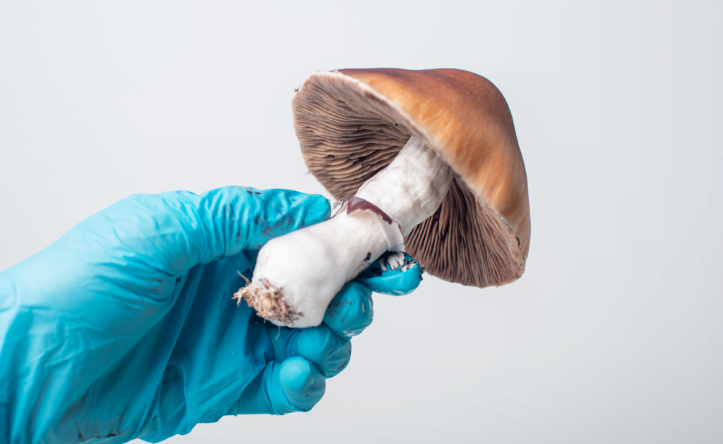 psilocybin mushrooms, federal government, natural medicine advisory board